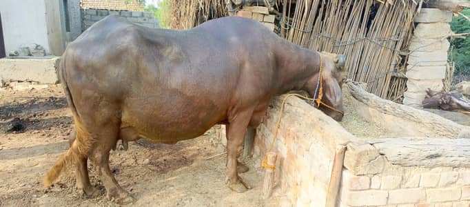 دودھ دینے والی تیار بھینس برائے فروخت