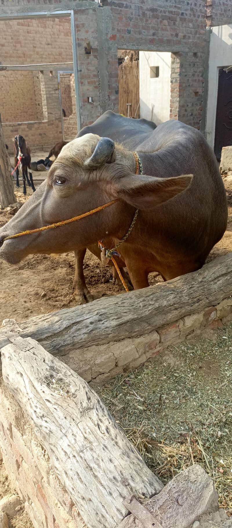 دودھ دینے والی تیار بھینس برائے فروخت 1