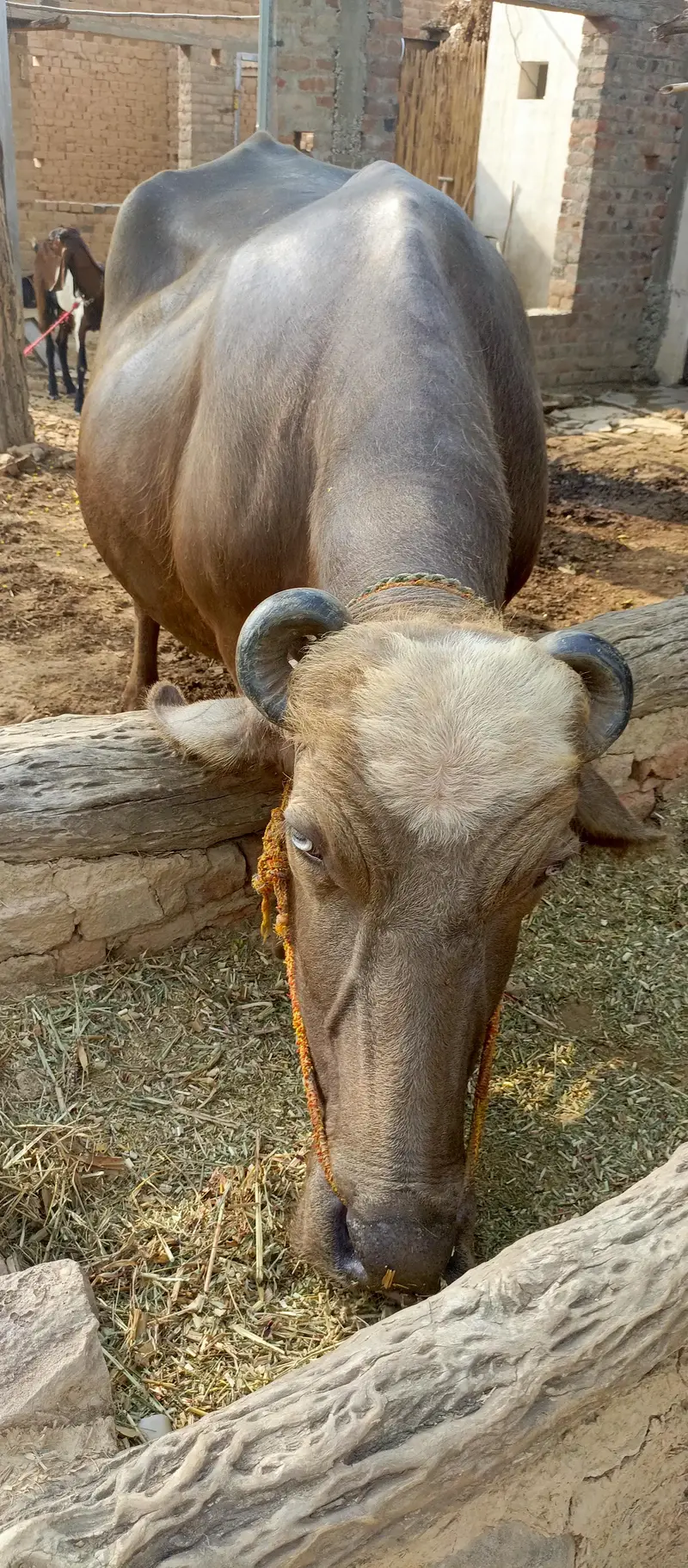 دودھ دینے والی تیار بھینس برائے فروخت — photo 3