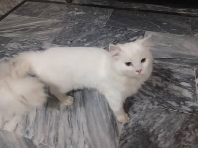 persian cats pair long coat