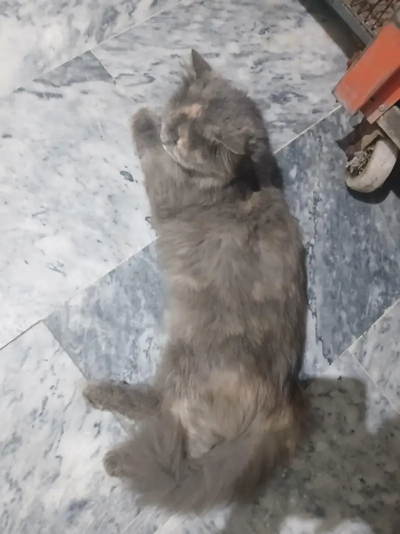 persian cats pair long coat — photo 3