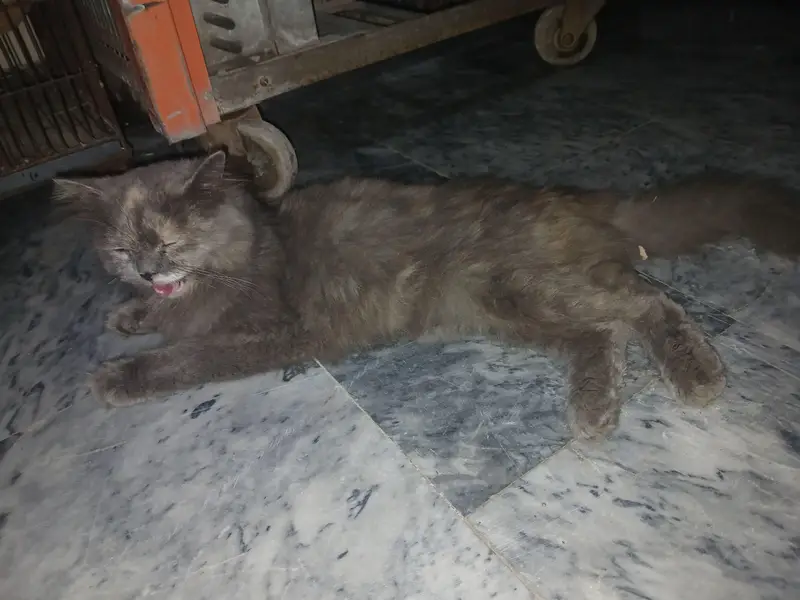 persian cats pair long coat — photo 4