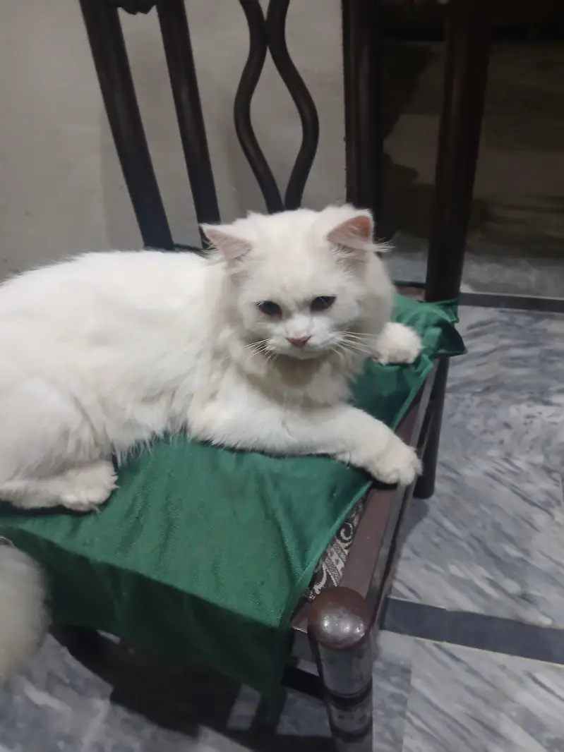 persian cats pair long coat — photo 6