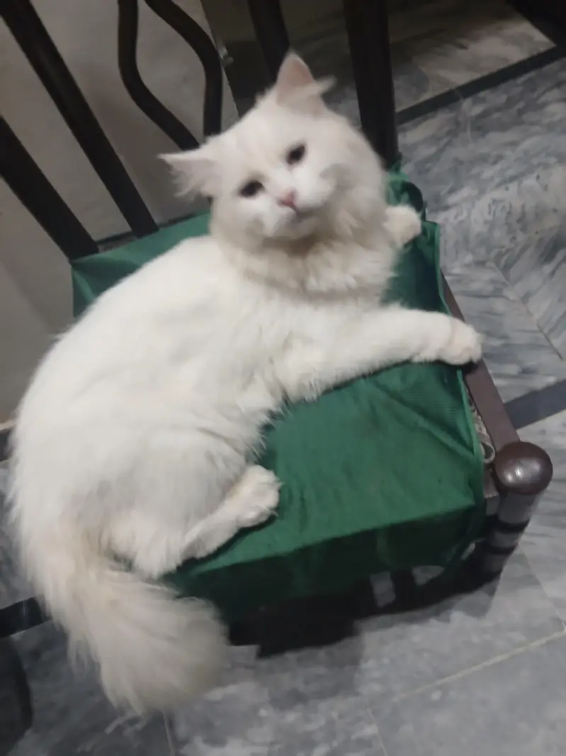 persian cats pair long coat — photo 7