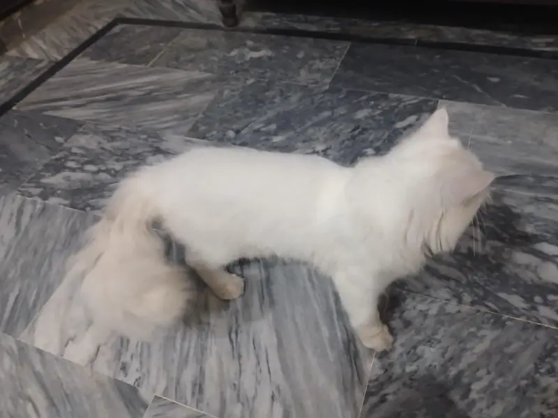 persian cats pair long coat — photo 8