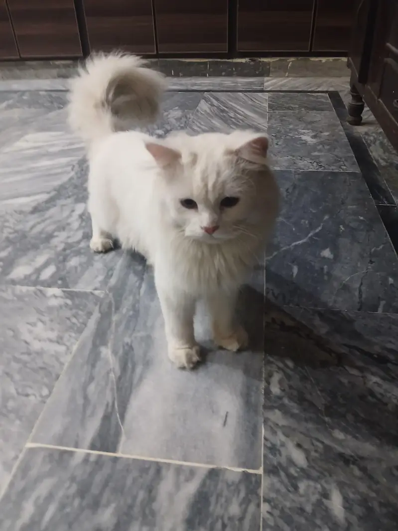 persian cats pair long coat — photo 9