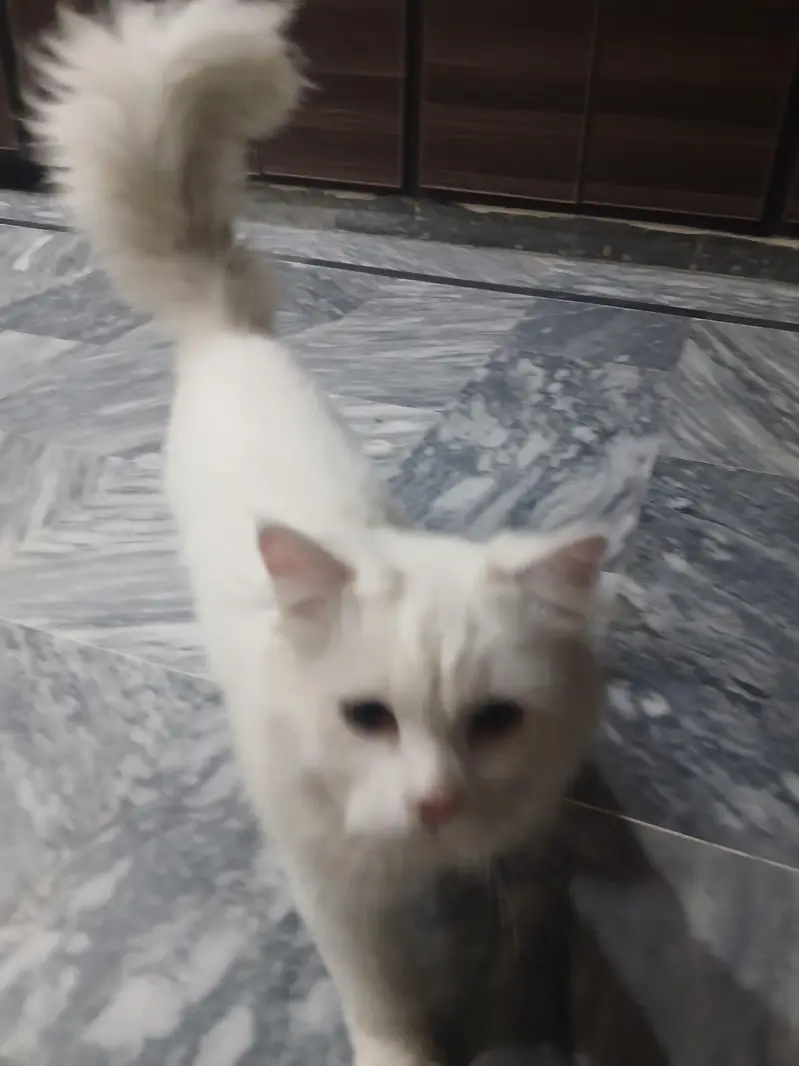 persian cats pair long coat — photo 10