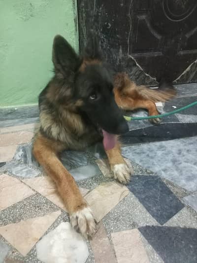 German Shepherd Showclass female available for sale