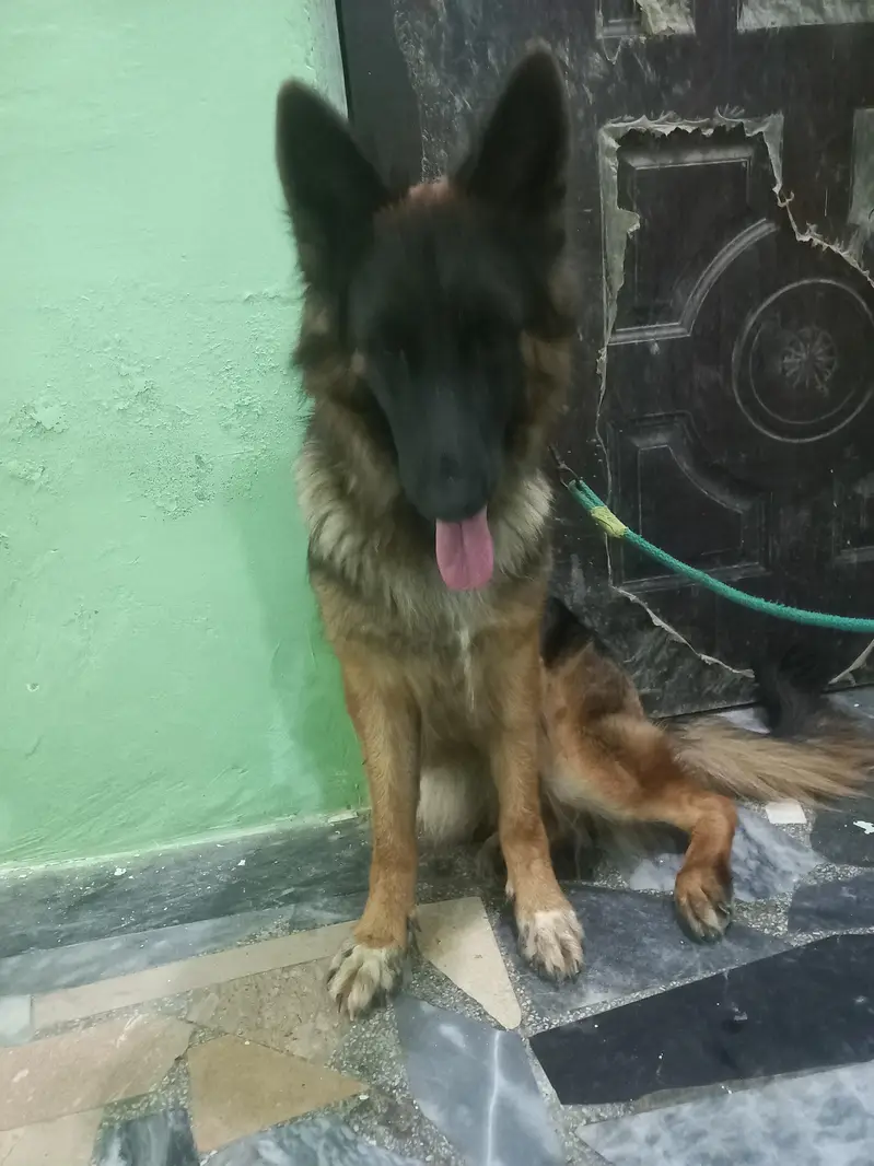 German Shepherd Showclass female available for sale — photo 2