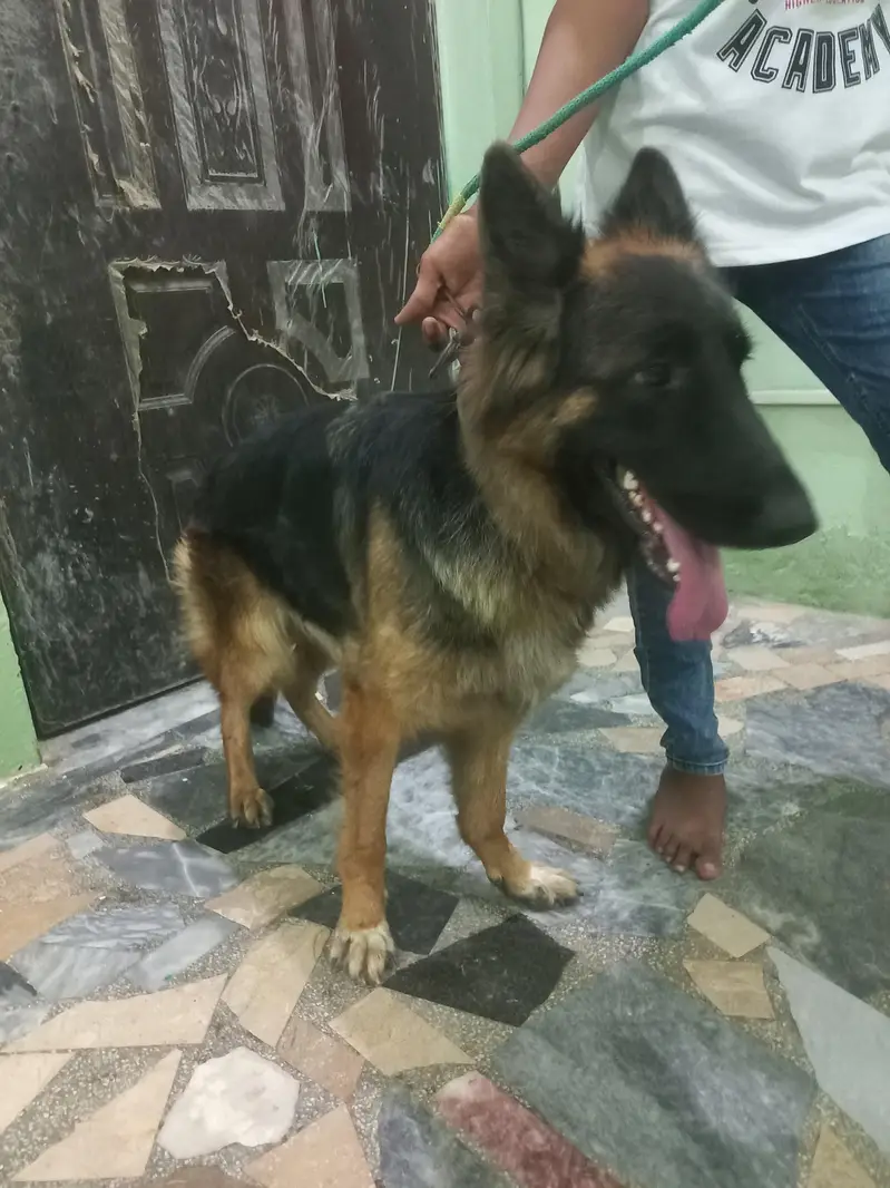 German Shepherd Showclass female available for sale — photo 4