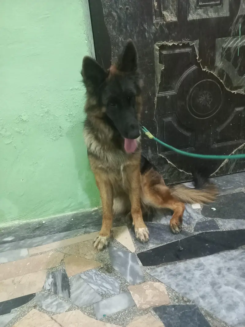 German Shepherd Showclass female available for sale — photo 5