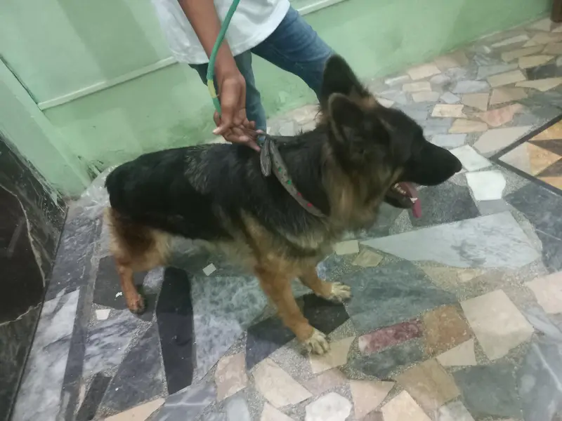 German Shepherd Showclass female available for sale — photo 6