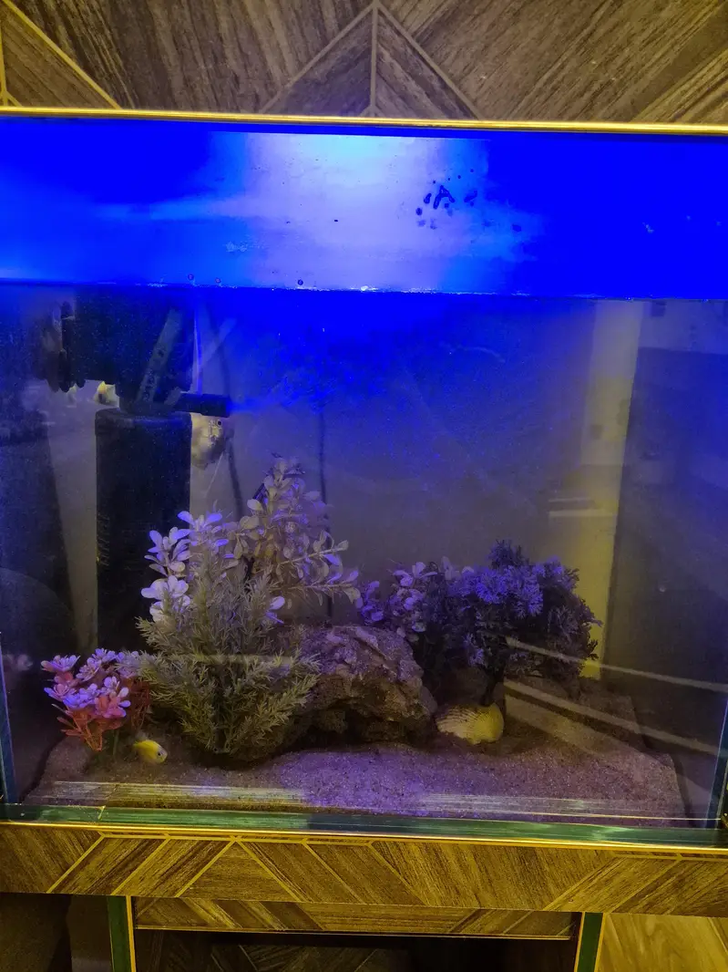 Aquarium and fish for sale Complete setup — photo 2