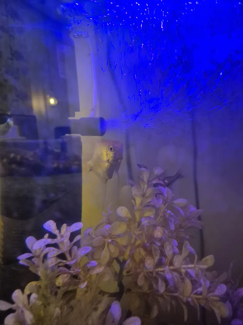 Aquarium and fish for sale Complete setup — photo 3