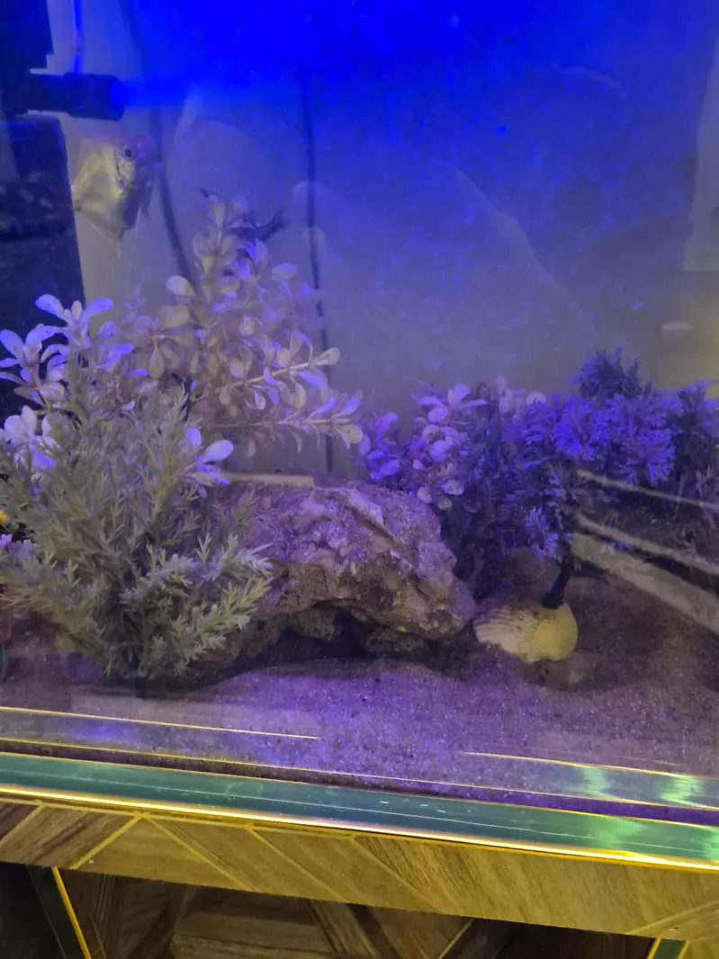Aquarium and fish for sale Complete setup — photo 4
