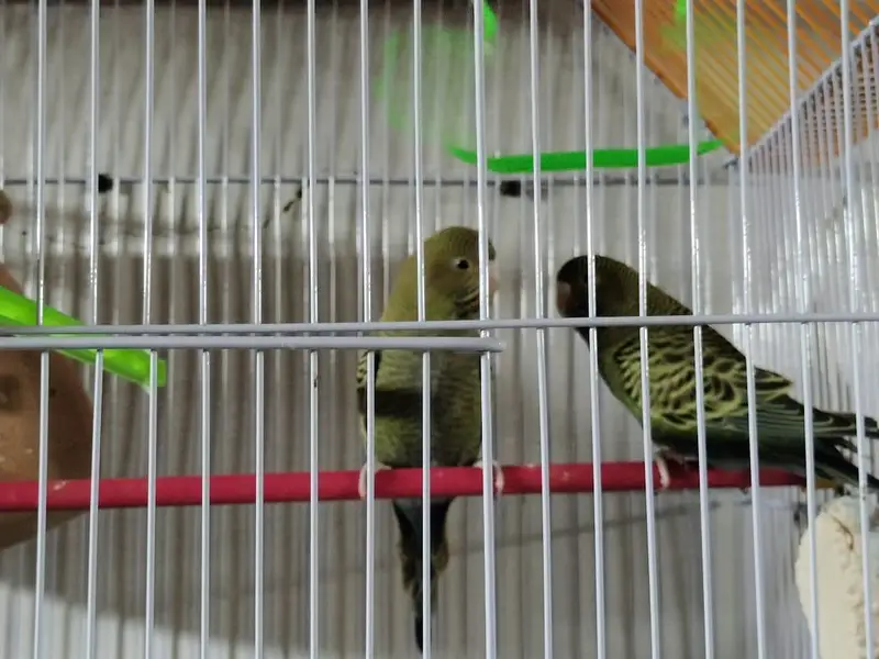 blackface blackwing split green body+ — photo 5