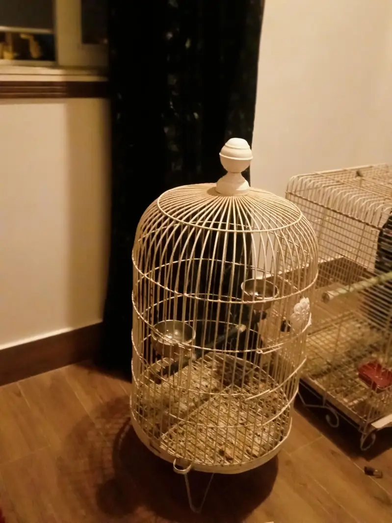 cages raw and ring neck — photo 2