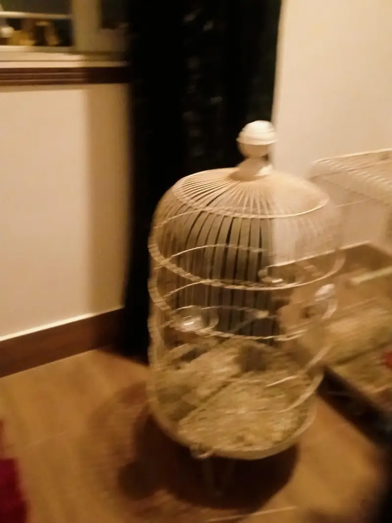 cages raw and ring neck — photo 3