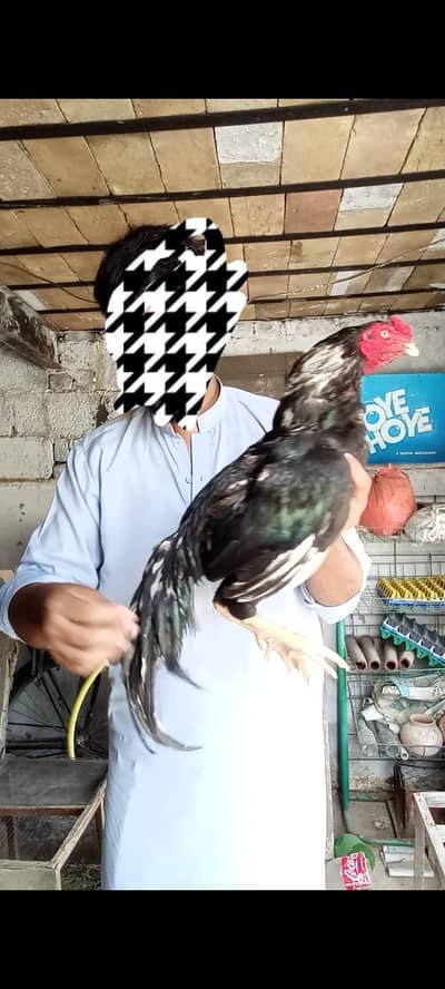 lasani breeder