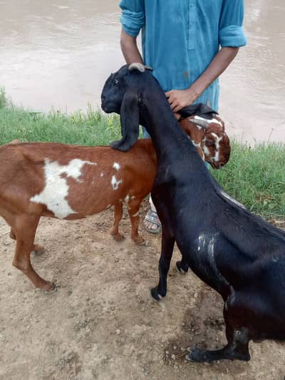 2 pregnant goats