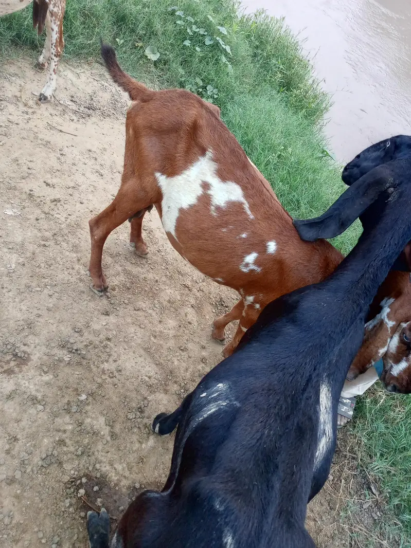 2 pregnant goats — photo 2