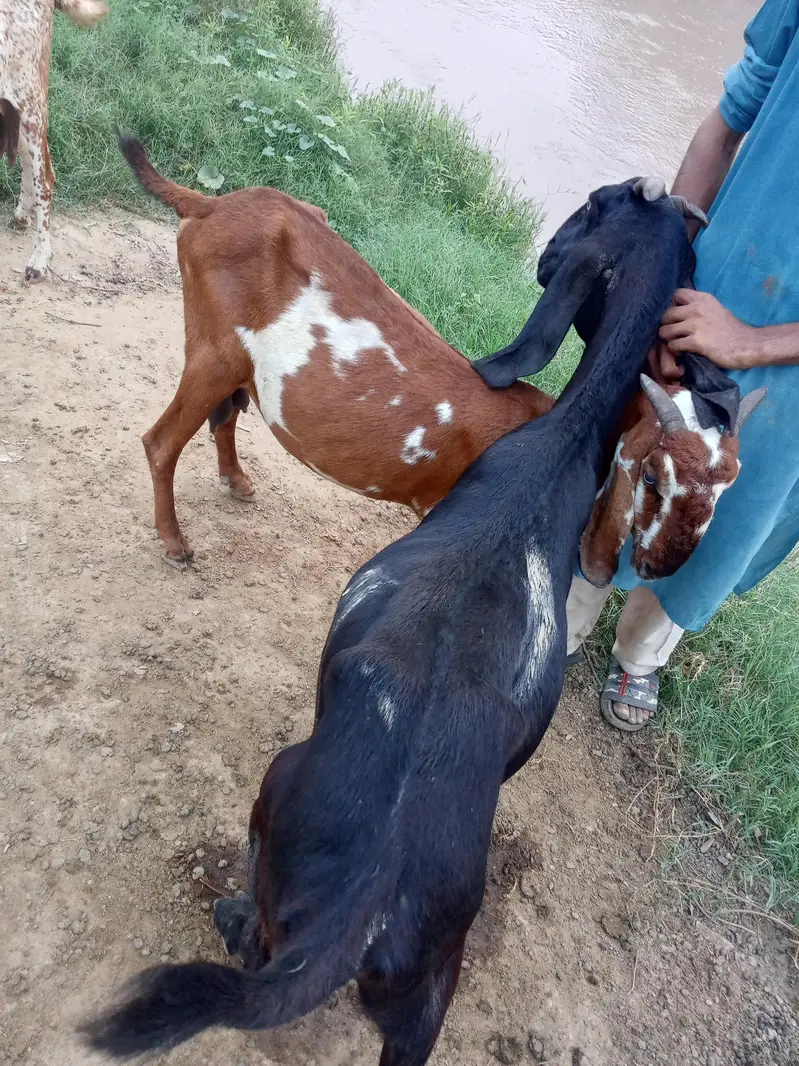 2 pregnant goats — photo 3