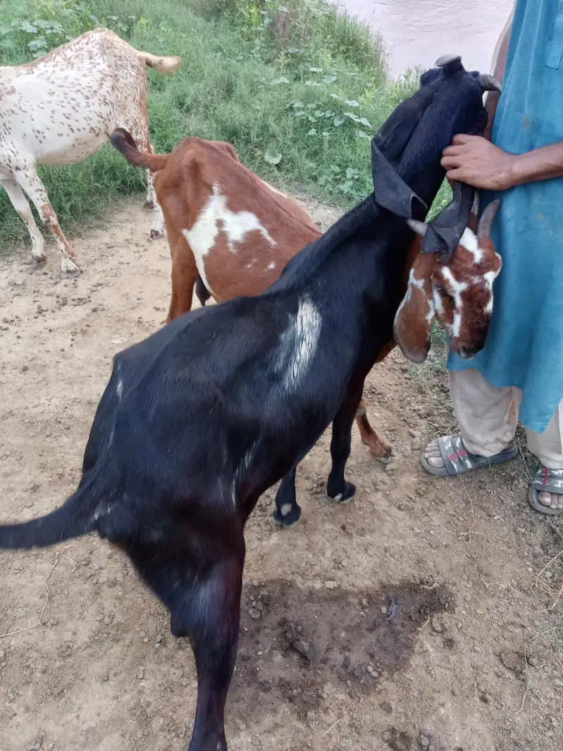 2 pregnant goats — photo 4