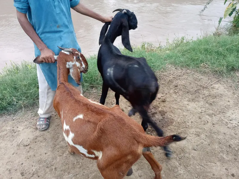 2 pregnant goats — photo 5