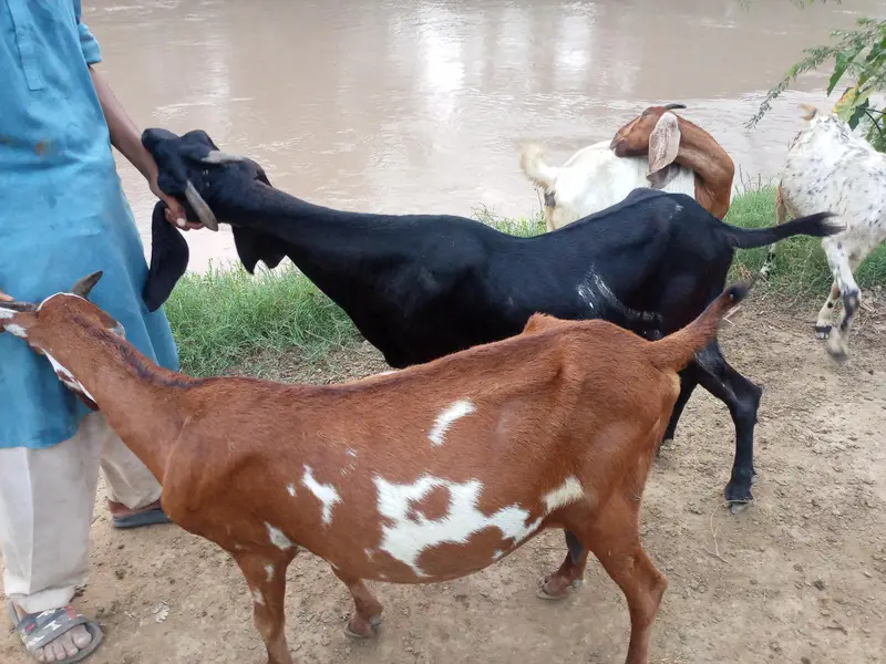 2 pregnant goats — photo 6