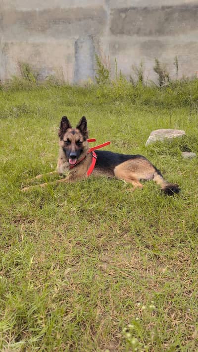 German Shepherd Long Coated/GSD/Security Male Dog