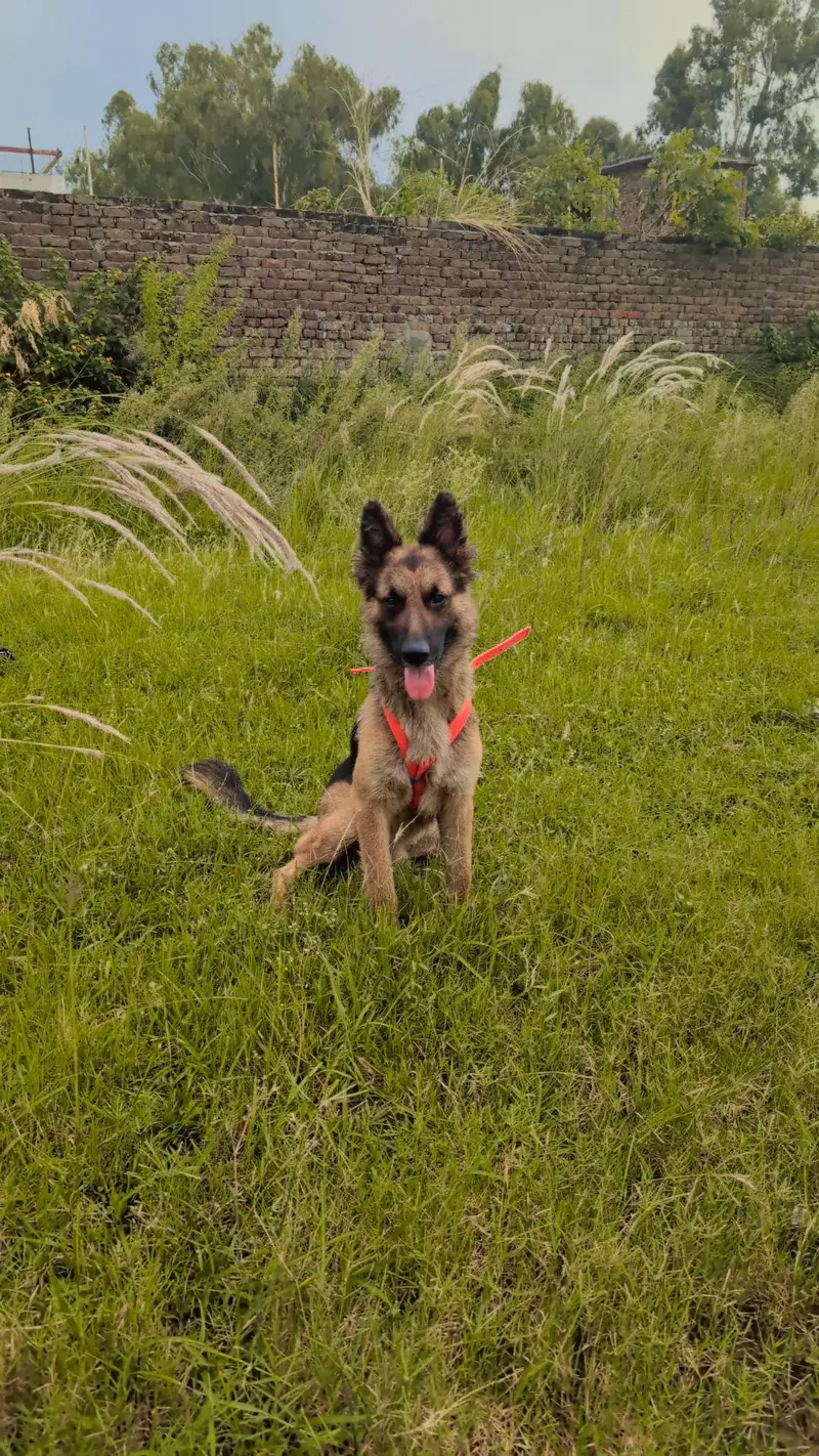 German Shepherd Long Coated/GSD/Security Male Dog — photo 2