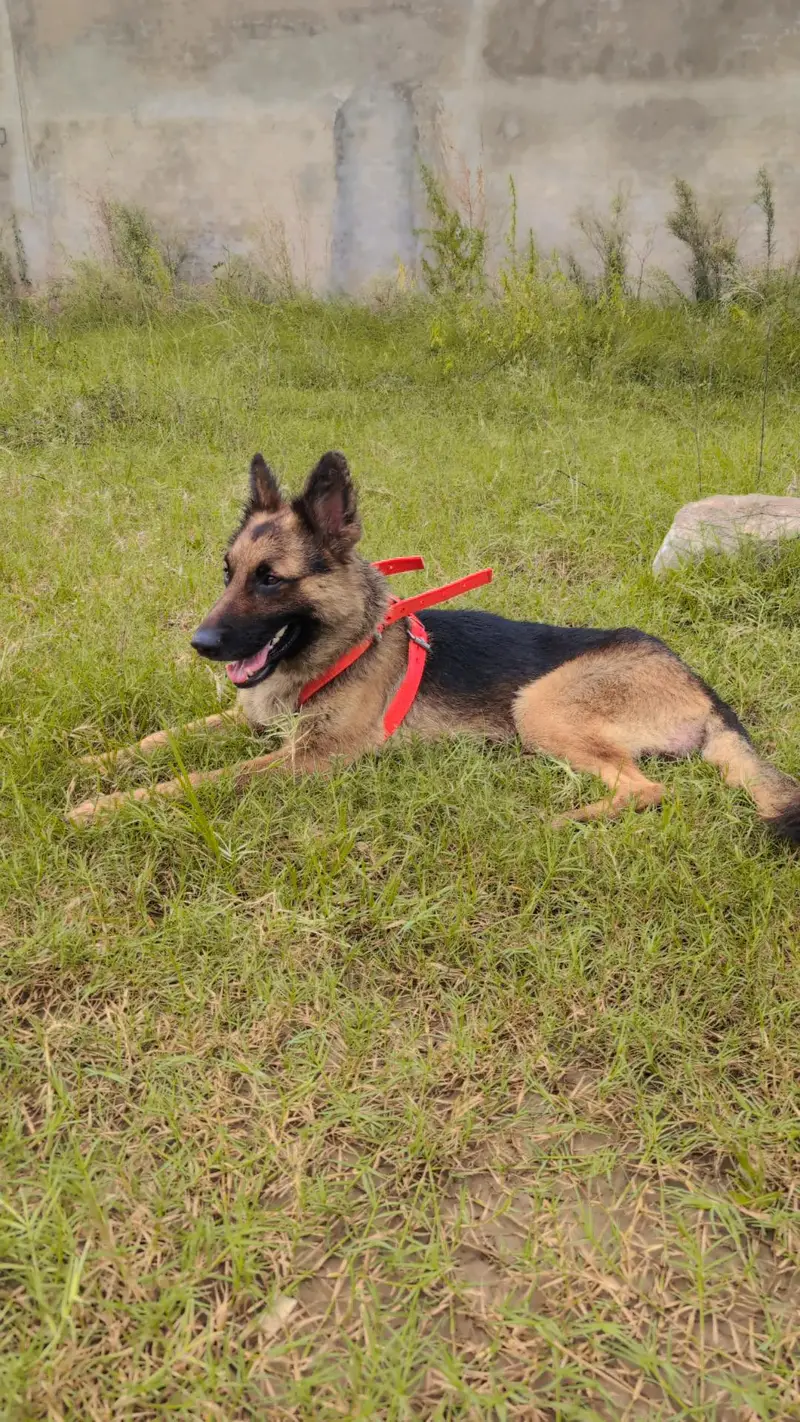 German Shepherd Long Coated/GSD/Security Male Dog — photo 3