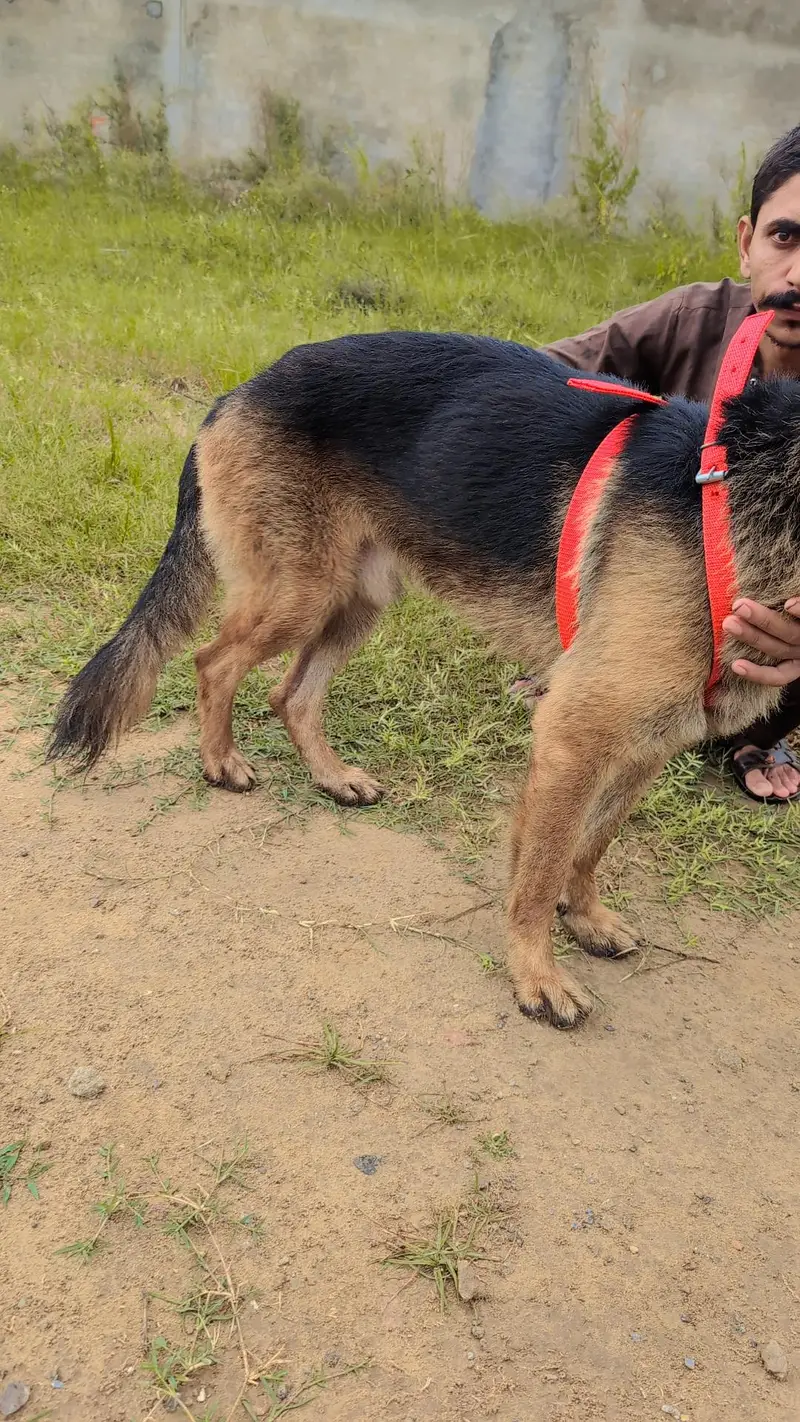 German Shepherd Long Coated/GSD/Security Male Dog — photo 4