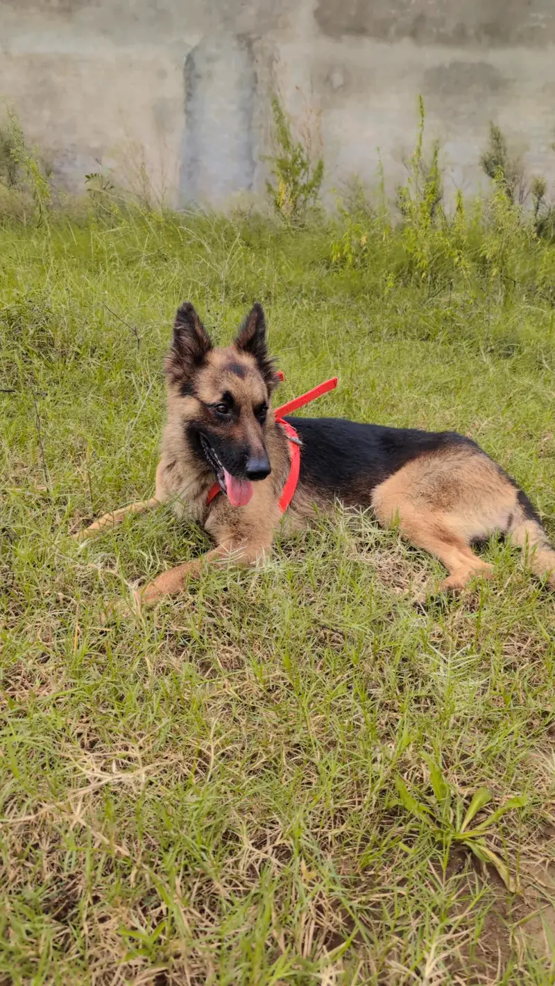 German Shepherd Long Coated/GSD/Security Male Dog — photo 5