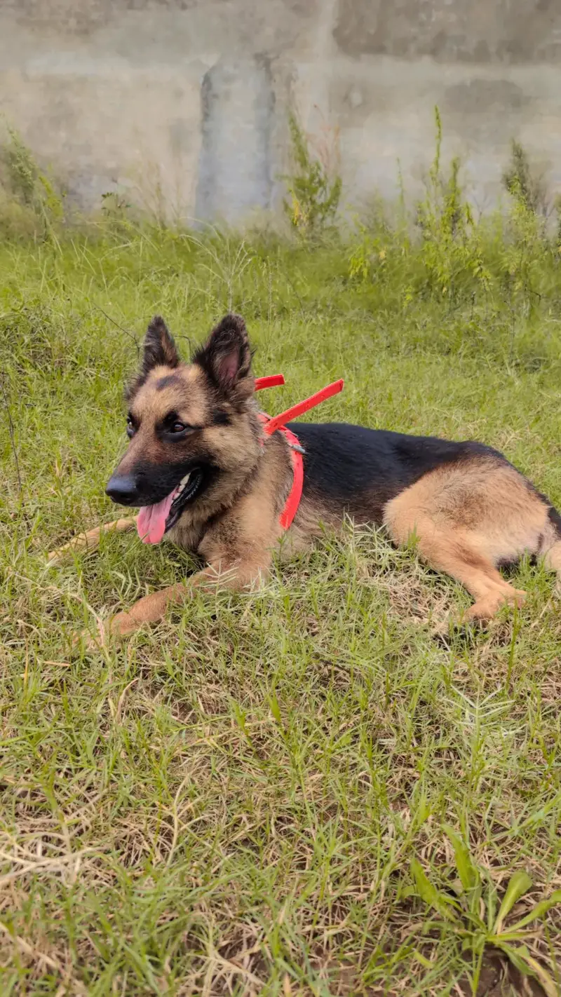 German Shepherd Long Coated/GSD/Security Male Dog — photo 6