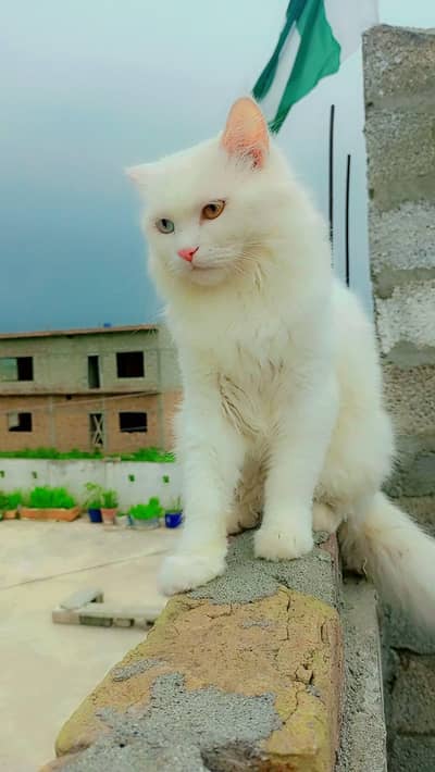 male cat White Persian