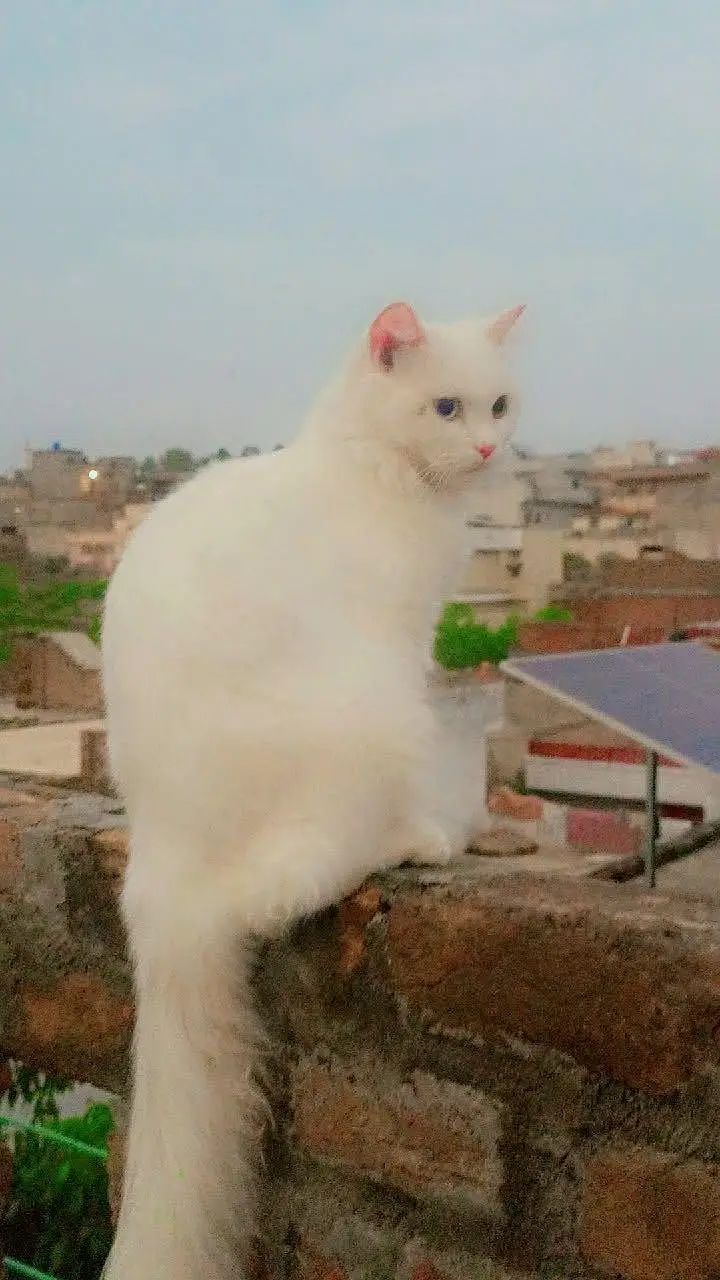 male cat White Persian — photo 2