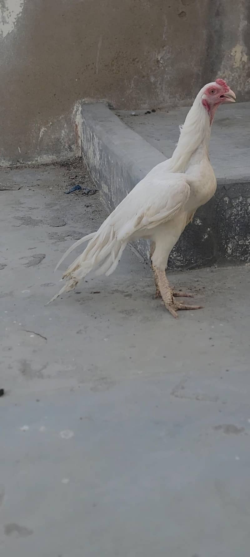 hera Murga 3