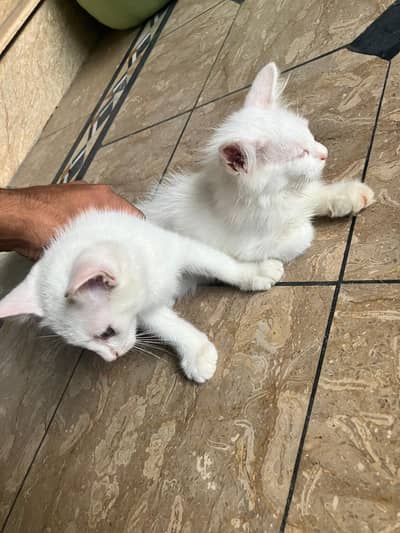 persian cats