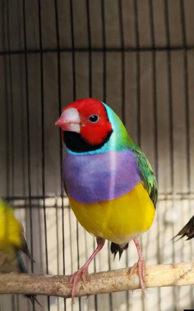 goldin finch