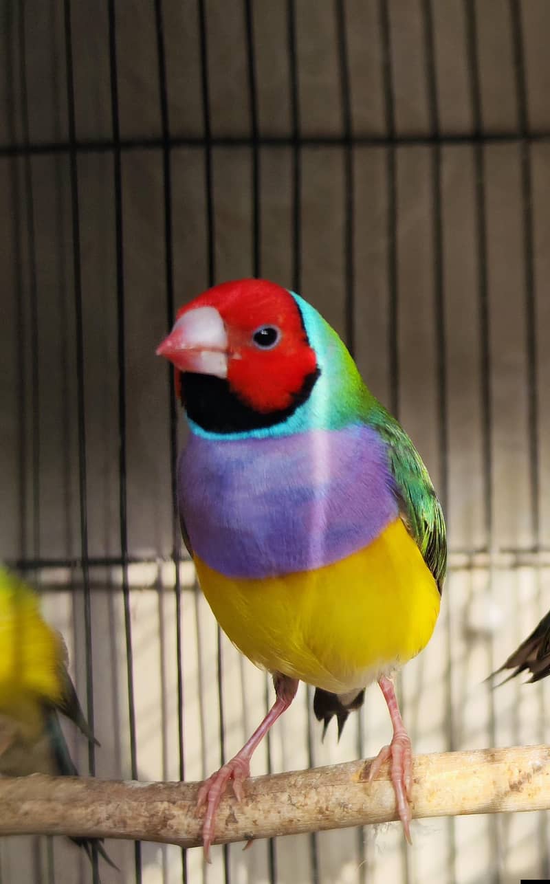 goldin finch 0