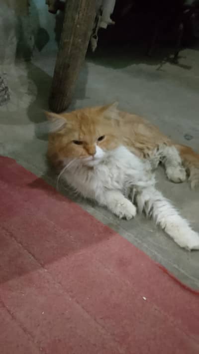 Persian male cat 