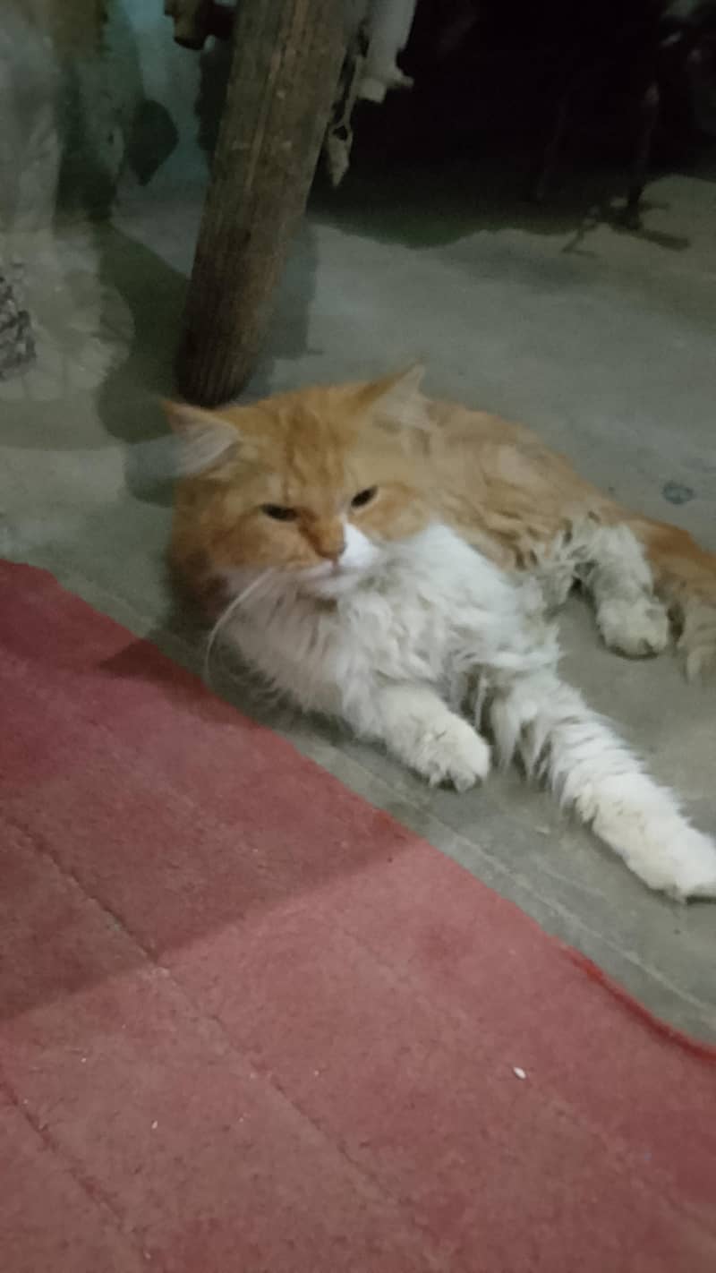Persian male cat  0