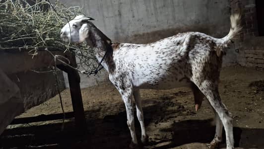 goat/bakri/bakri/path