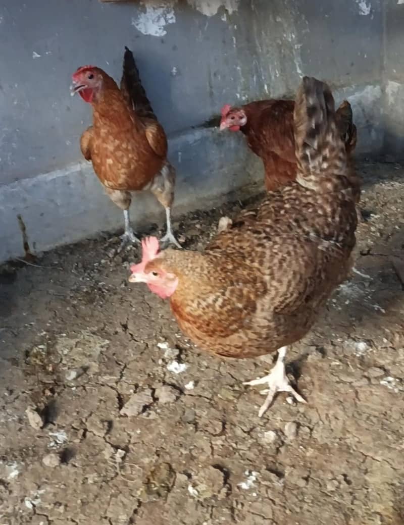 Misri hens 0