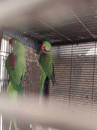 Raw parrot voice train age 12 month 0327====6839===782 my WhatsApp