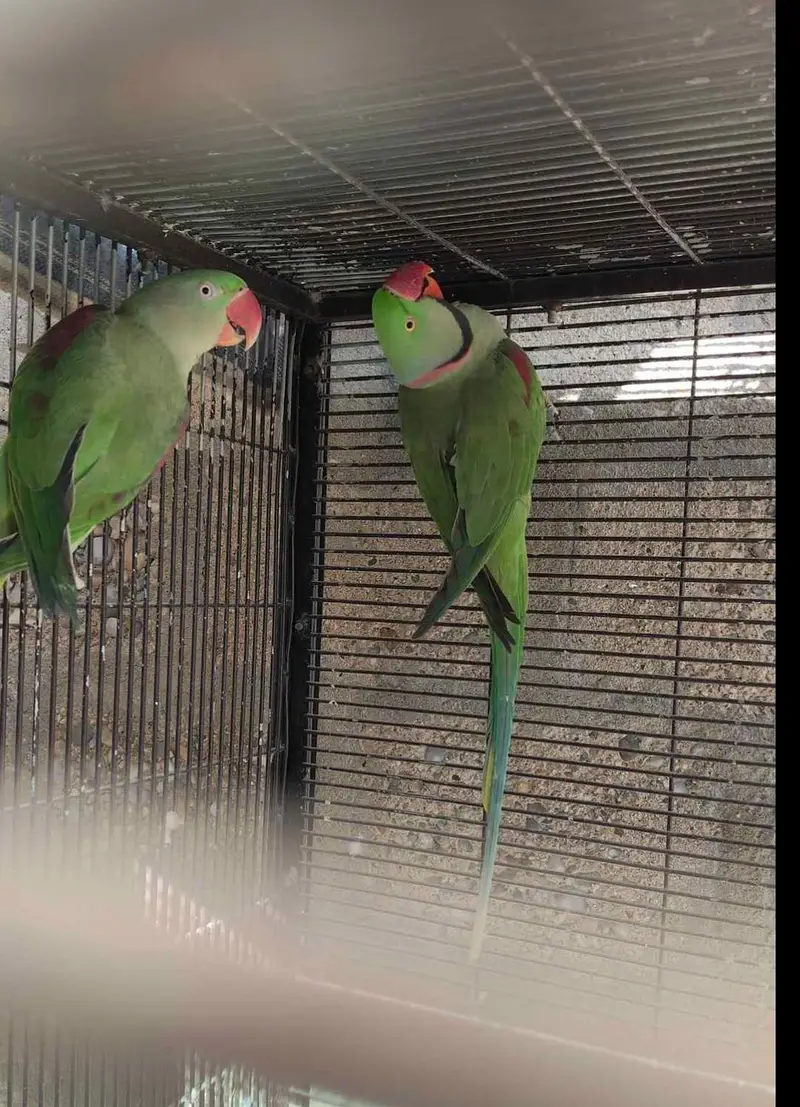 Raw parrot voice train age 12 month 0327====6839===782 my WhatsApp — photo 2
