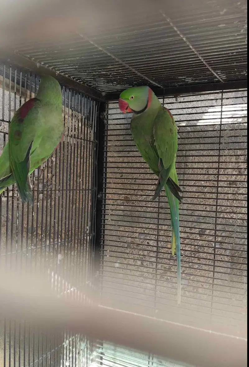 Raw parrot voice train age 12 month 0327====6839===782 my WhatsApp — photo 3