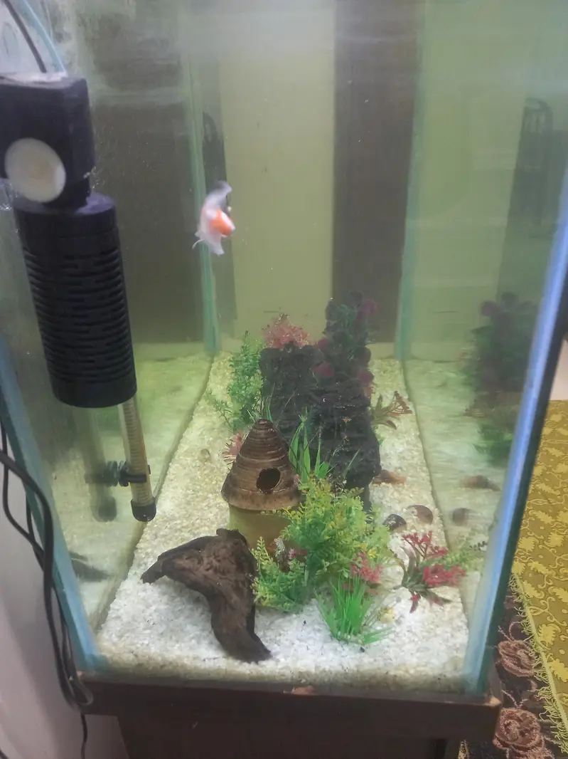 Fish tank 3 feet — photo 5