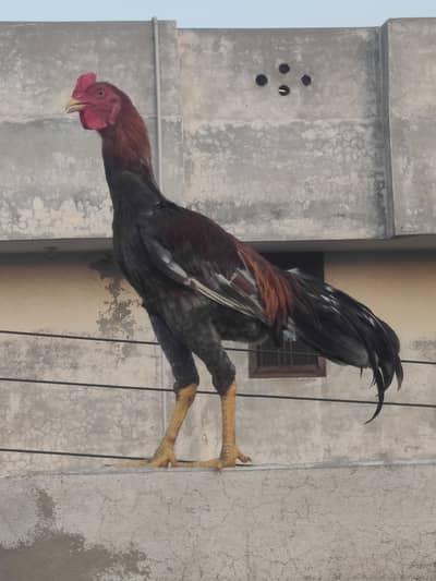 pure aseel murga  | for sale | pure aseel Sindhi male | brown aseel 8k